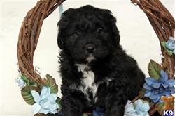mixed breed puppy posted by lovelypups