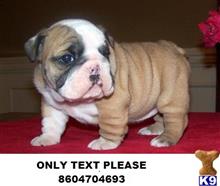 English Bulldog