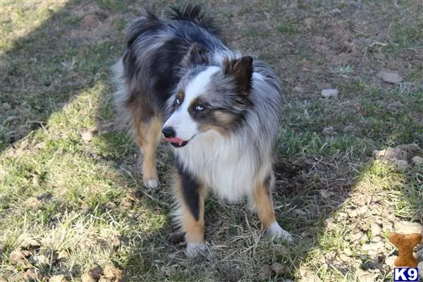 Miniature Australian Shepherd stud dog