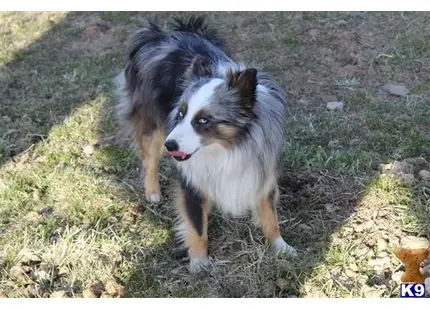 Miniature Australian Shepherd