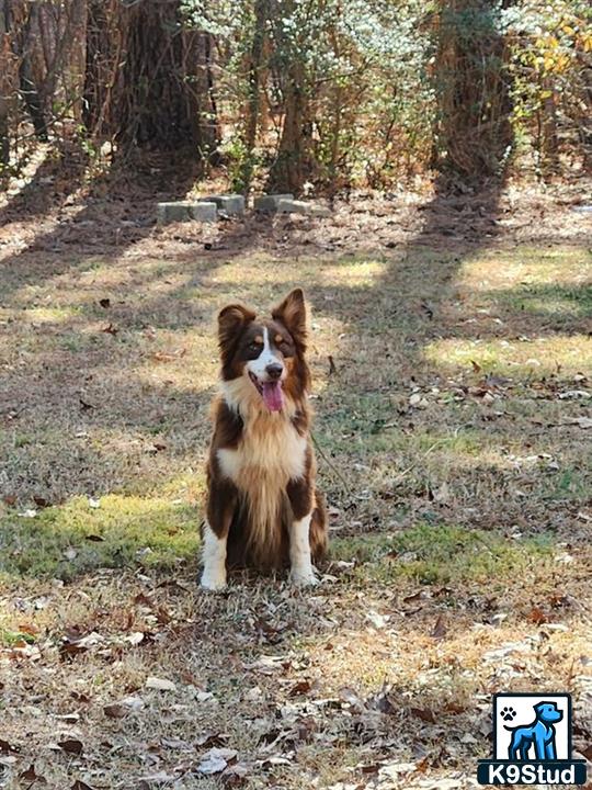 a australian shepherd dog sitting on a path in the woods