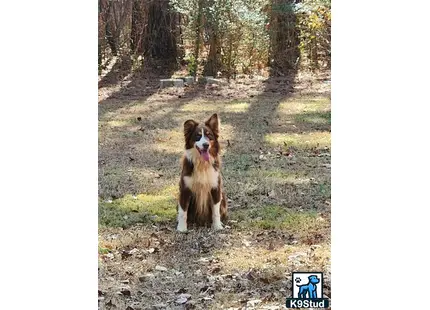 a australian shepherd dog sitting on a path in the woods