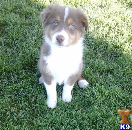 australian shepherd puppy posted by lovemyaussies