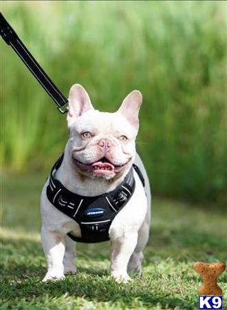 a french bulldog dog wearing a vest