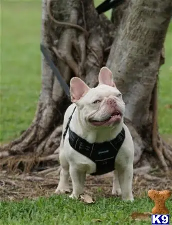 French Bulldog stud dog