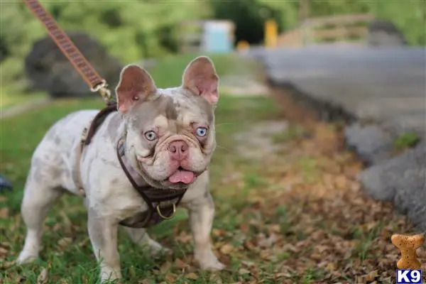 French Bulldog stud dog