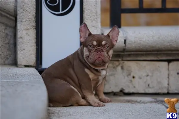 French Bulldog stud dog