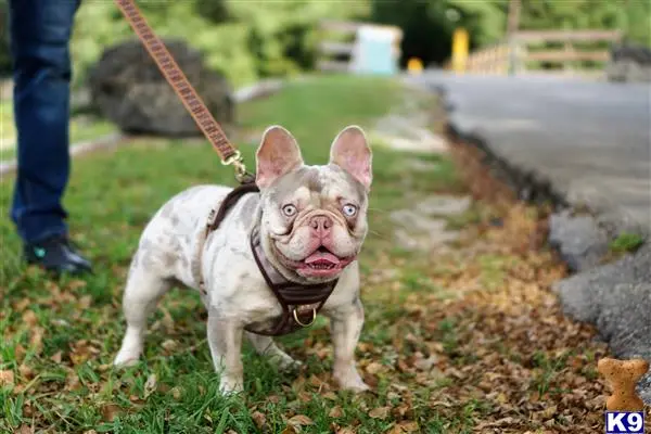 French Bulldog stud dog