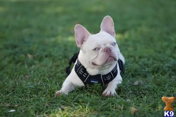 French Bulldog stud dog