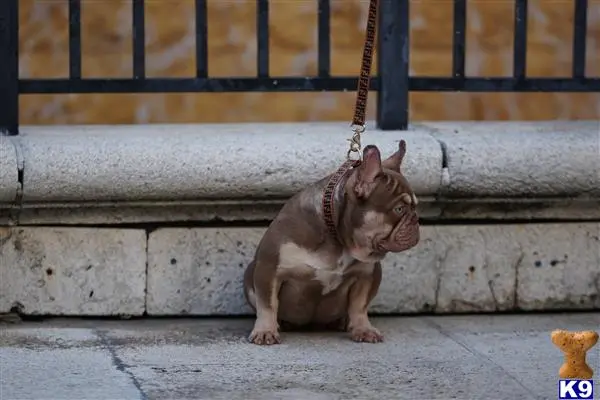 French Bulldog stud dog