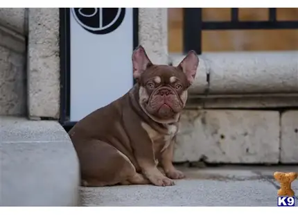 a french bulldog dog sitting on a stone ledge