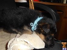 German Shepherd