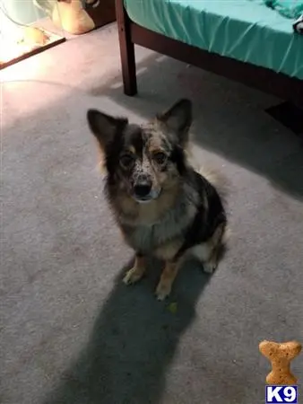 Australian Shepherd stud dog