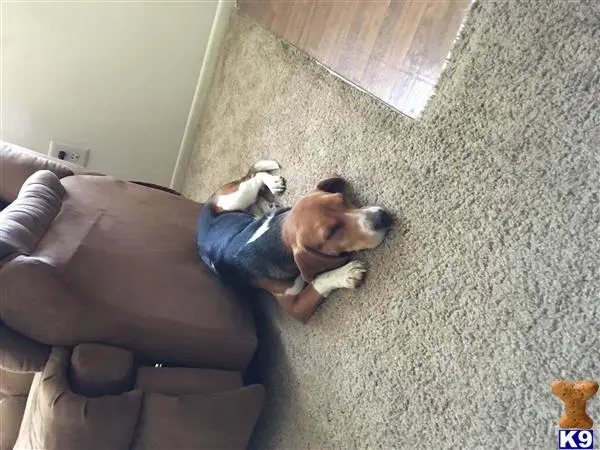 Beagle stud dog