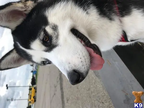 Siberian Husky stud dog