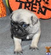 pug puppy posted by loves1