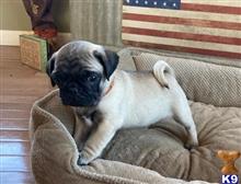pug puppy posted by loves1