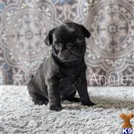 pug puppy posted by loves1