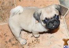 pug puppy posted by loves1