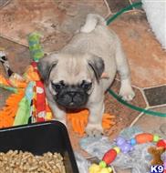 pug puppy posted by loves1
