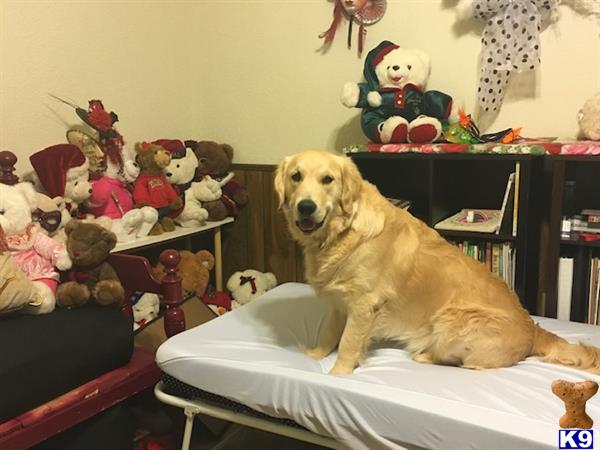 a golden retriever dog sitting on a couch