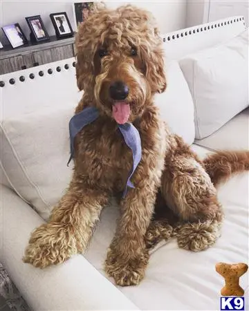 Labradoodle stud dog