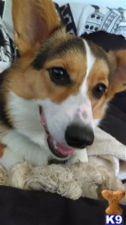 Pembroke Welsh Corgi