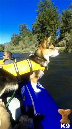 Pembroke Welsh Corgi female dog