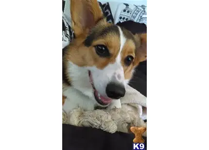 Pembroke Welsh Corgi