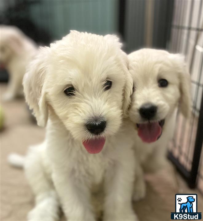 a group of white goldendoodles dogs