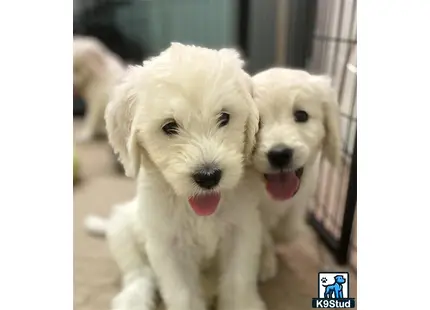 a group of white goldendoodles dogs