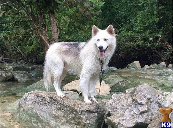 Alaskan Malamute