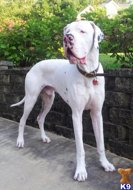 Great Dane stud dog