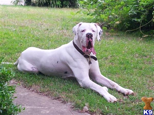 Great Dane stud dog