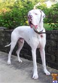 Great Dane stud dog: White Great Dane standing proudly on a patio with greenery behind