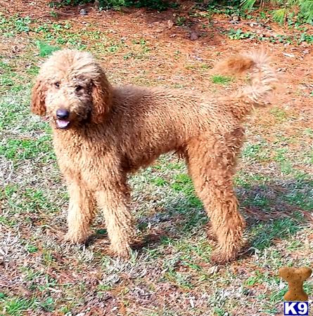 a goldendoodles dog standing on grass