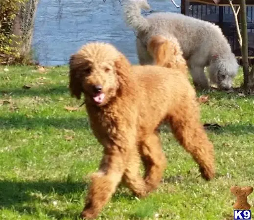 Goldendoodles stud dog