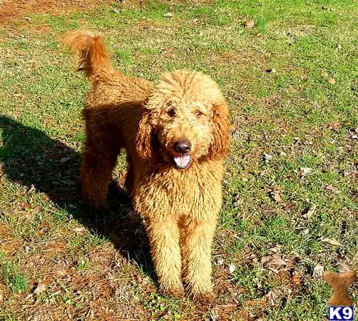 Goldendoodles stud dog