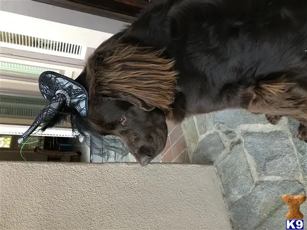 Newfoundland stud dog