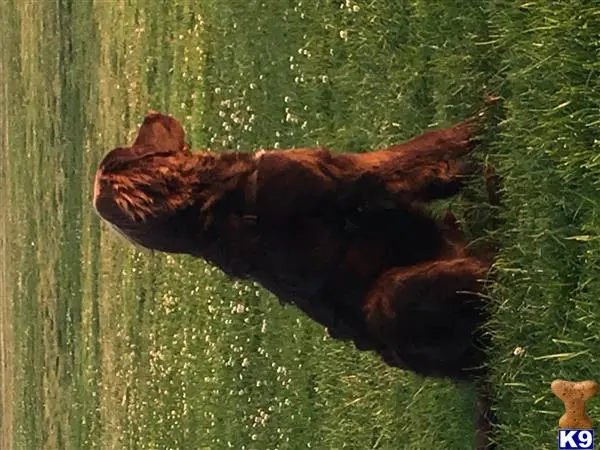 Newfoundland stud dog