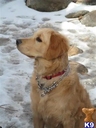 Golden Retriever female dog