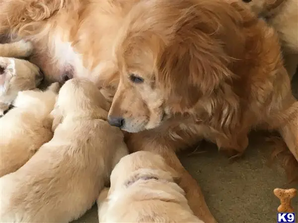 Golden Retriever female dog