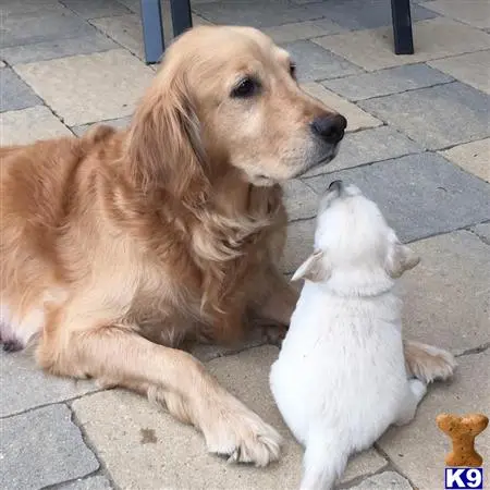 Golden Retriever female dog