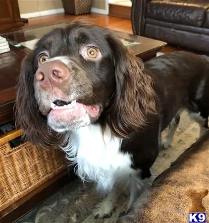 English Springer Spaniel stud dog