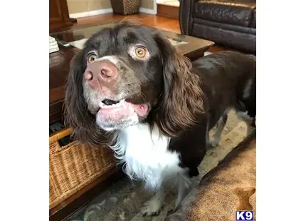 English Springer Spaniel