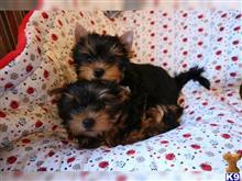 yorkshire terrier puppy posted by ls5903860