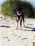 Boxer stud dog: Brindle Boxer standing on sandy beach with grass in background