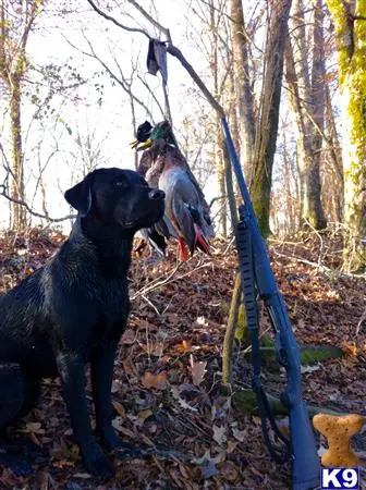 Labrador Retriever stud dog