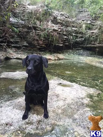 Labrador Retriever stud dog