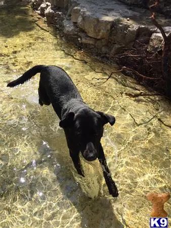 Labrador Retriever stud dog